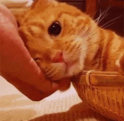 壁纸动物狗狗狗猫猫咪小猫桌面400_395gif动态图动图