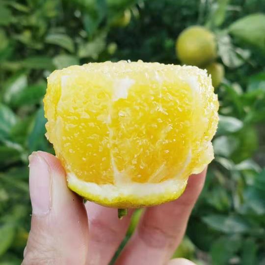 广西红江橙当季新鲜橙子水果脐橙非爱媛果冻橙冰糖橙洪江橙代发