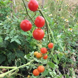 茄科茄属植物