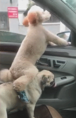 泰迪小色狗搞笑可爱萌萌哒gif