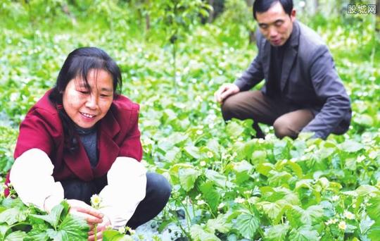 2018农村种植什么赚钱种植类有哪些补贴?