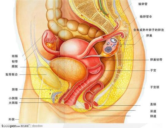 人体解剖图和器官--女性泌尿生殖系统-素材公社tooopen.com