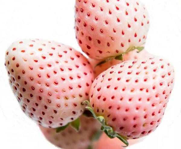 菠萝味草莓一斤150元