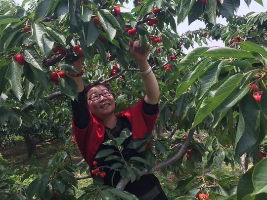 品种多多自家果园批发价8块到28不等,龙冠,大紫,红灯,拉宾斯,萨米特