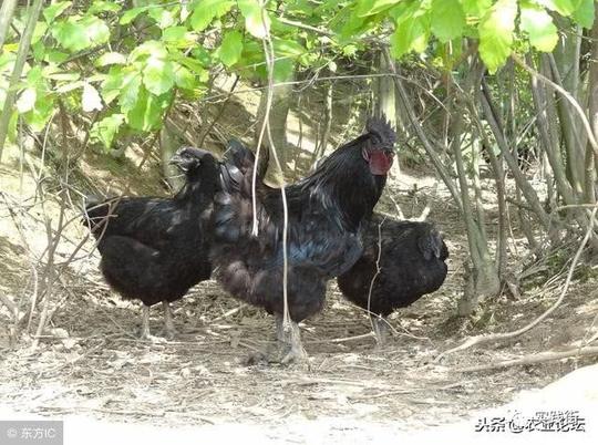 2019年农村养什么最赚钱?推荐6种兴旺的养殖产业项目
