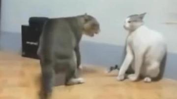 疯狂出拳狂进狂出式GIF动图