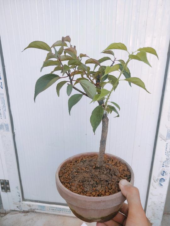 原生朱砂梅，嫁接绿梅，双色梅，红须朱砂，绿萼，乌梅，仅此一盆