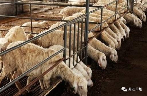 "行情好,羊病多"身在养羊业,才知道养羊最痛苦的是"羊肉猛涨钱,但是