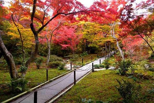 玩转岚山冷门赏枫地