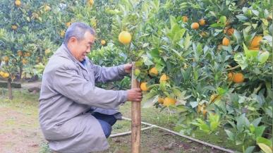 安岳东胜乡:擦亮“佛乐橙”招牌夯实乡村振兴根基