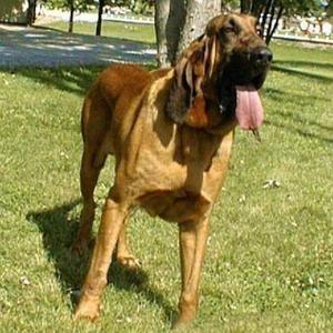 世界上体型最大的嗅觉猎犬之一
