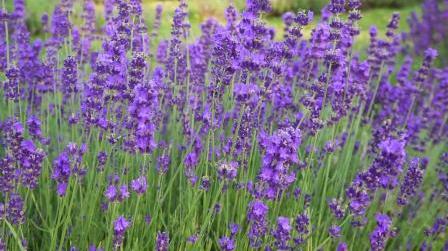 d943唯美鲜花花海花朵特写蝴紫色熏衣草小草青草春天夏天四季变幻小清新大自然空镜头美景婚礼婚庆大屏幕舞台led背景视频