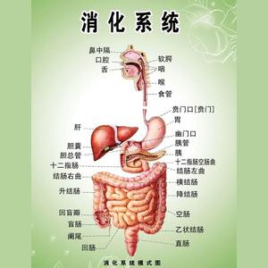 消化系统