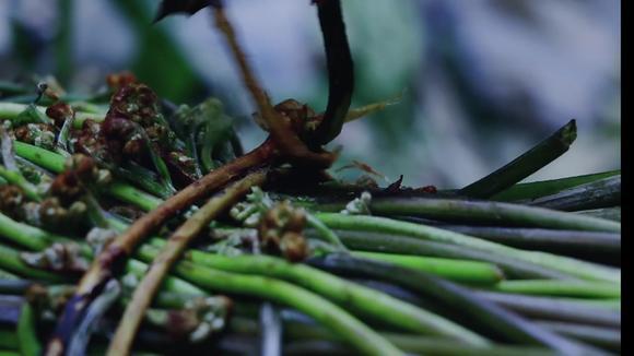 蕨菜的做法大全家常