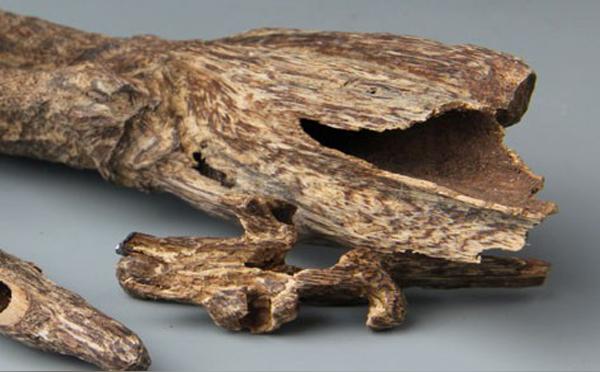 沉香木产地,沉香原产地?-收藏窝