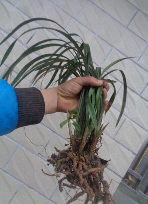 麻烦大家帮我看下野生兰花,这个是春兰里的什么品种?