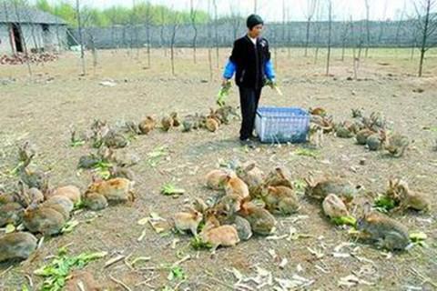 三农金服农民返乡创业搞养殖赚钱吗