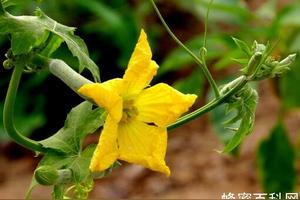 南瓜花是属于什么花 爱游钓鱼网