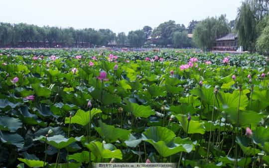 荷花荷花池摄影素材高清图片北京旅游北海公园植物花朵