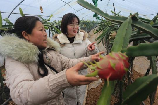 河南淇滨农妇返乡创业种火龙果带动扶贫