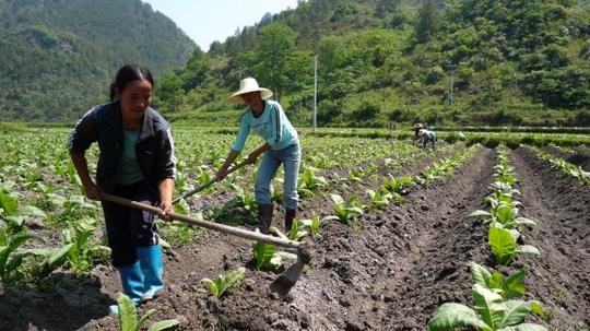 首页新闻资讯基层信息近日,天气睛好,气温回升快,南丹县六寨镇