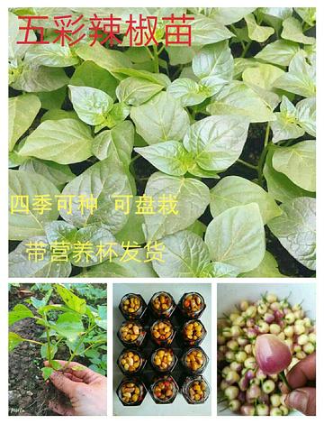 桂林市哪里有辣椒苗批发