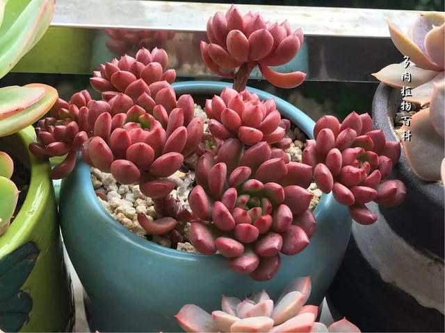 宝宝牙齿都是两颗一起出吗