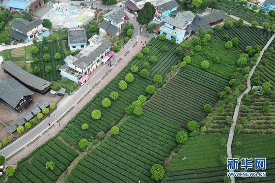 贵州省湄潭县金花村的茶园(2018年4月12日无人机拍摄).