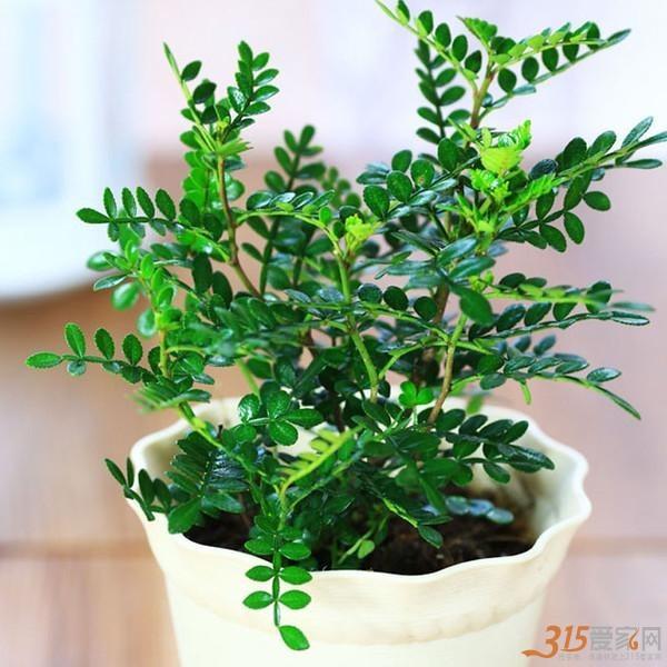 夏季晚上怎么给孩子驱蚊