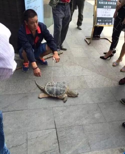 合肥街头民工卖"昂贵"大鳄龟?原来是新骗局!