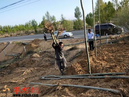 把这些人请来帮自己种树,这样既能挣钱又能养家致富.