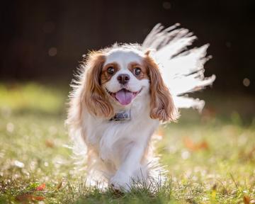 揭秘最聪明狗：澳大利亚牧羊犬与边境牧羊犬谁更优秀？-豁天游|活田酉 一个专门分享有趣的信息，激发人们的求知欲。