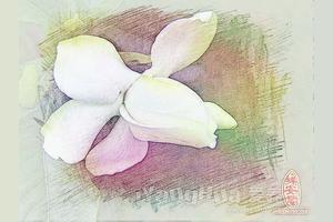 正月有什么花开放 朋友圈逛逛