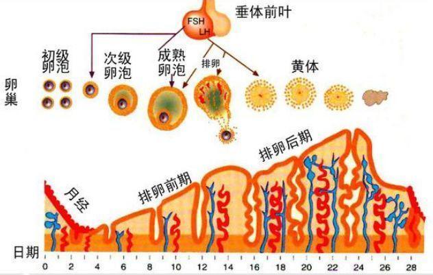 高龄备孕怎样提高卵泡