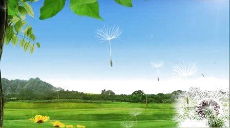 蒲公英视频素材