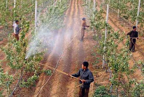 农村有哪些种植好项目种植什么最赚钱