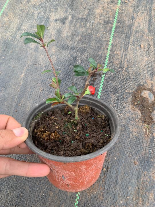 八重咲原生八重长寿梅一物一拍，12号双色杯马上开花，带