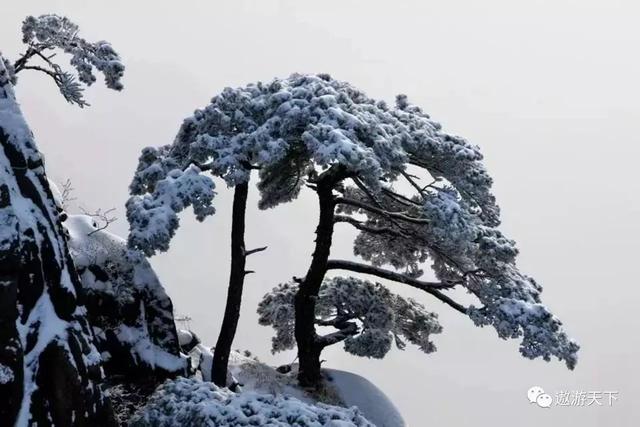 游客爬到黄山悬崖的松树上拍照