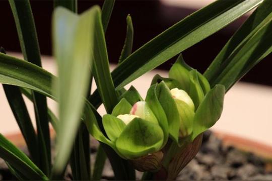非常罕见的春兰品种，花形犹如莲花，浓香悠长，上盆效果好