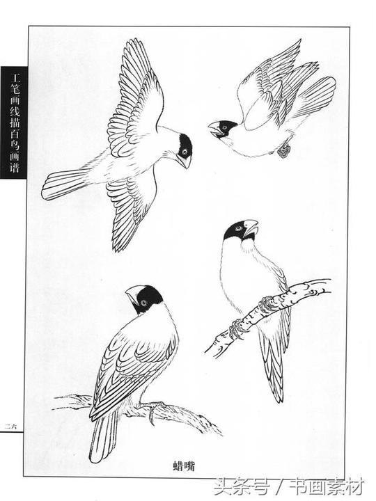 书画素材|国画篇之《工笔画线描百鸟画谱》飞禽篇形态