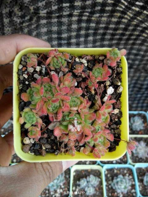 宝宝被虫咬了有水泡怎么办
