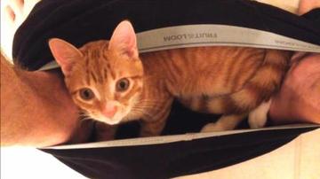  神经病猫搞笑QQ幽默表情包