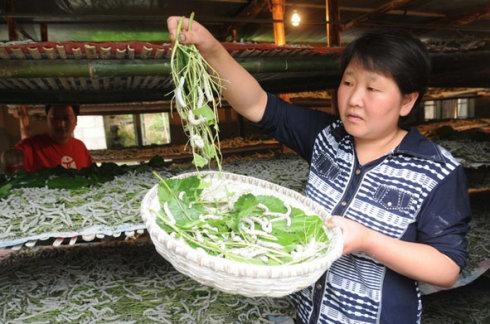 镇远种桑养蚕增加农民收入图文
