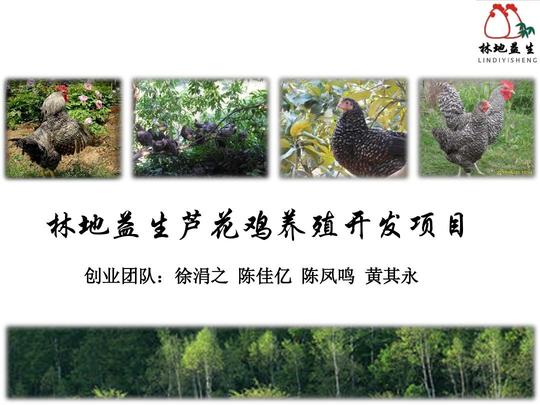 林地益生芦花鸡养殖开发项目创业团队:徐涓之陈佳亿陈凤鸣黄其永