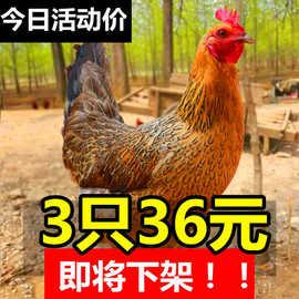 山东临沂市柴鸡价格的长尾关键词有什么