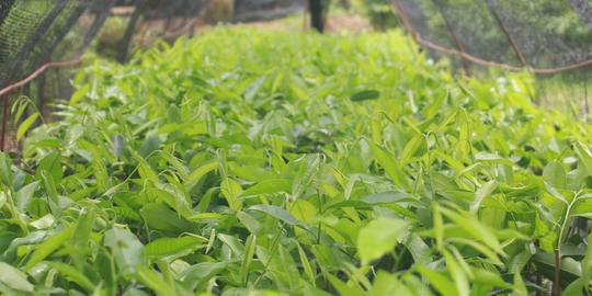 茂名市电白区春龙奇楠沉香种植专业合作社