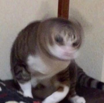 抖音五只猫摇头表情包