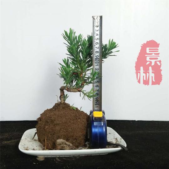 罗汉松盆景练手素材苗雀舌二乔小叶米叶盆栽绿植已造型带土发货