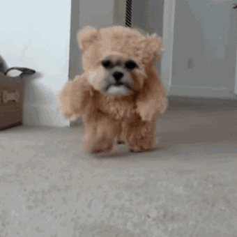 泰迪小色狗搞笑可爱萌萌哒gif