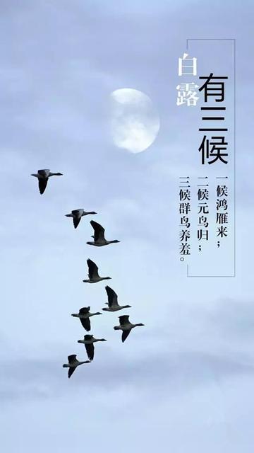 关于白鹭的古诗句有哪些?